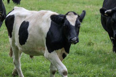 Cows standing in a field