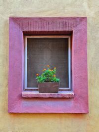 Potted plant on window sill