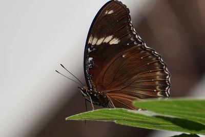 insect