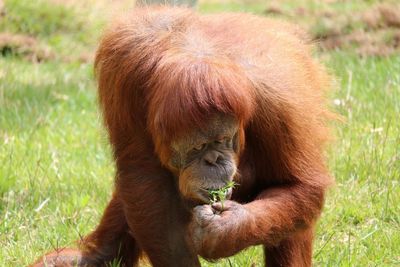 Close-up of orangutan eating plant on field at lisbon zoo