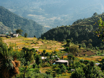 High angle view of trees and buildings