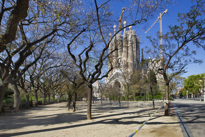 Trees by road in city against sky