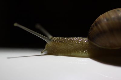 Close-up of snail