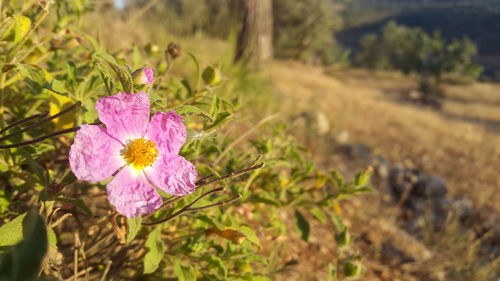 Close-up of pink flowers blooming on field