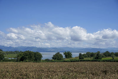 Scenic view of field against sky