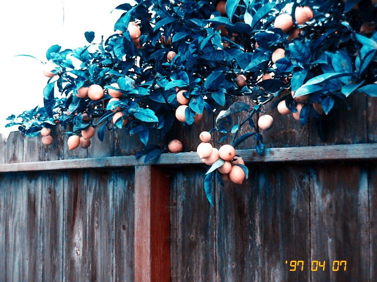 no people, day, tree, outdoors, nature, close-up