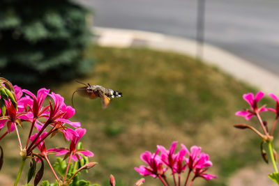 Close-up of bee pollinating on pink flower