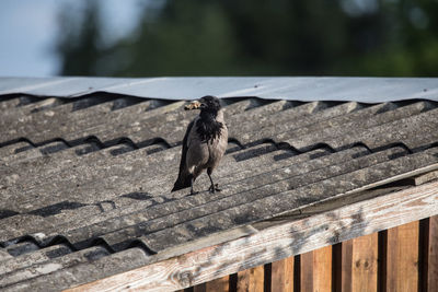 Beautiful crow feeding in the backyard. town scenery with a bird.