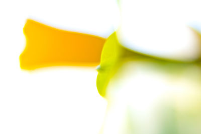 Close-up of yellow leaves