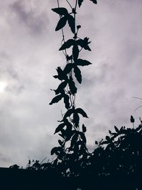 Low angle view of trees against cloudy sky