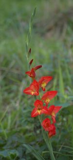 Close-up of red flowers