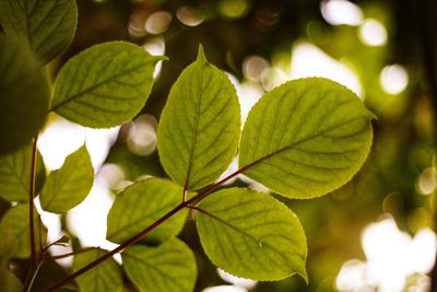 Low angle view of leaves