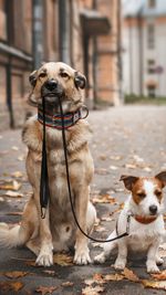 View of two dogs sitting on street