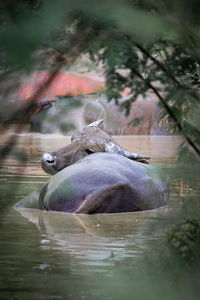 Duck swimming in lake
