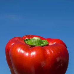 Close-up of red bell peppers against blue background