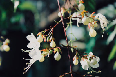 Close-up of white flowering plant