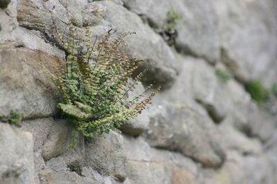 Close-up of lizard on rock