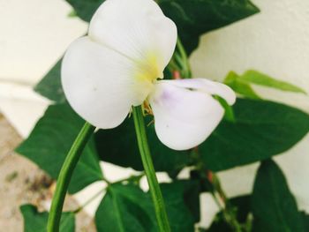 Close-up of white flowers