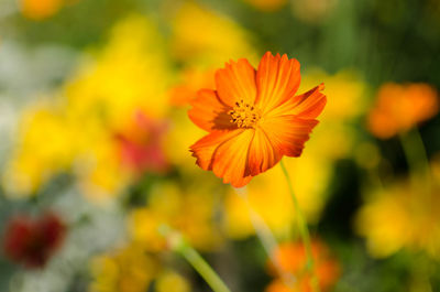 Close-up of yellow flower blooming outdoors