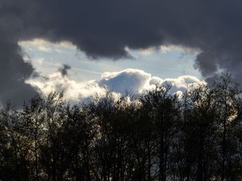 Trees against sky during sunset