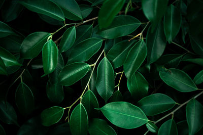 High angle view of plants