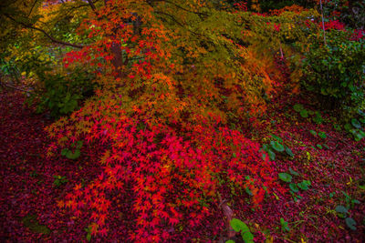 High angle view of maple tree during autumn