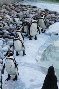 View of birds on frozen during winter