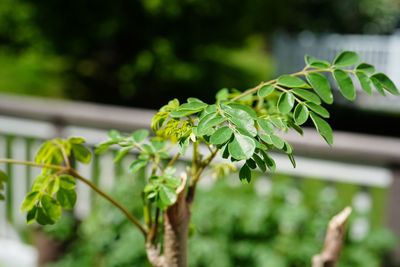 Close-up of fresh green leaves