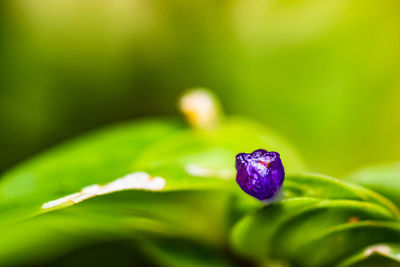 Close-up of purple flowering plant