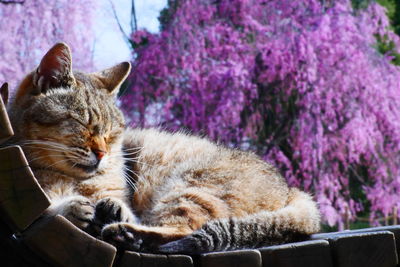Cat sleeping at garden