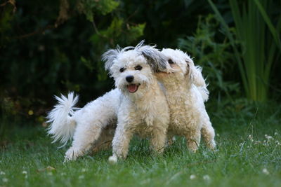 Portrait of white dog on field