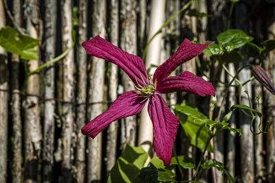 Close-up of purple flowering plant