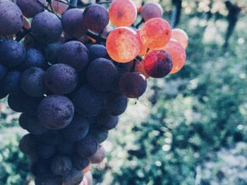 Close-up of grapes growing on tree