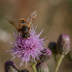 Close-up of honey bee on purple thistle