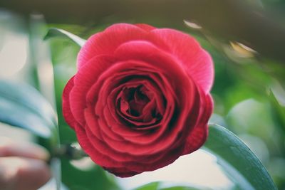 Close-up of red rose blooming outdoors