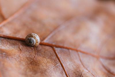 Close-up of shell on wood