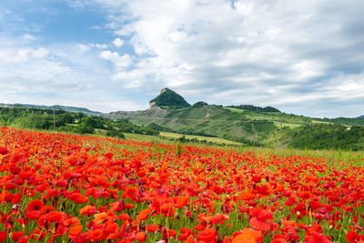 Red poppy flowers on field against sky