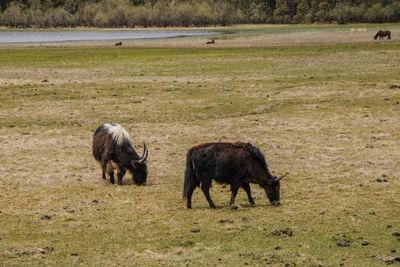 Horses grazing in a field