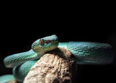 Close-up of lizard on black background