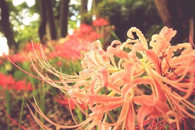 Close-up of red flowers