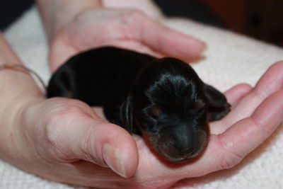 Midsection of woman holding puppy