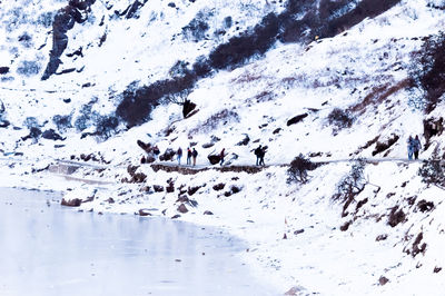 Flock of birds on snow covered mountain