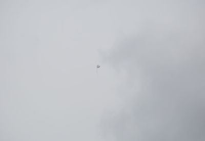 Low angle view of a bird flying in sky