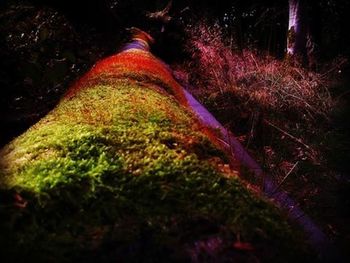 View of trees at night