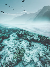 View of birds flying over snow covered landscape