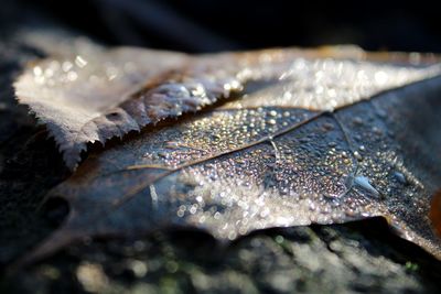 Close-up of raindrops on dry leaves