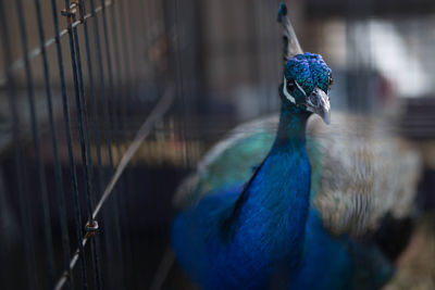 Close-up of peacock