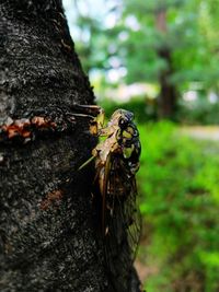 Close-up of butterfly on tree trunk