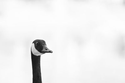 Close-up of a bird