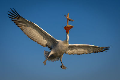 Low angle view of bird flying against clear blue sky